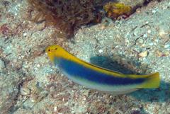 Halichoeres cyanocephalus