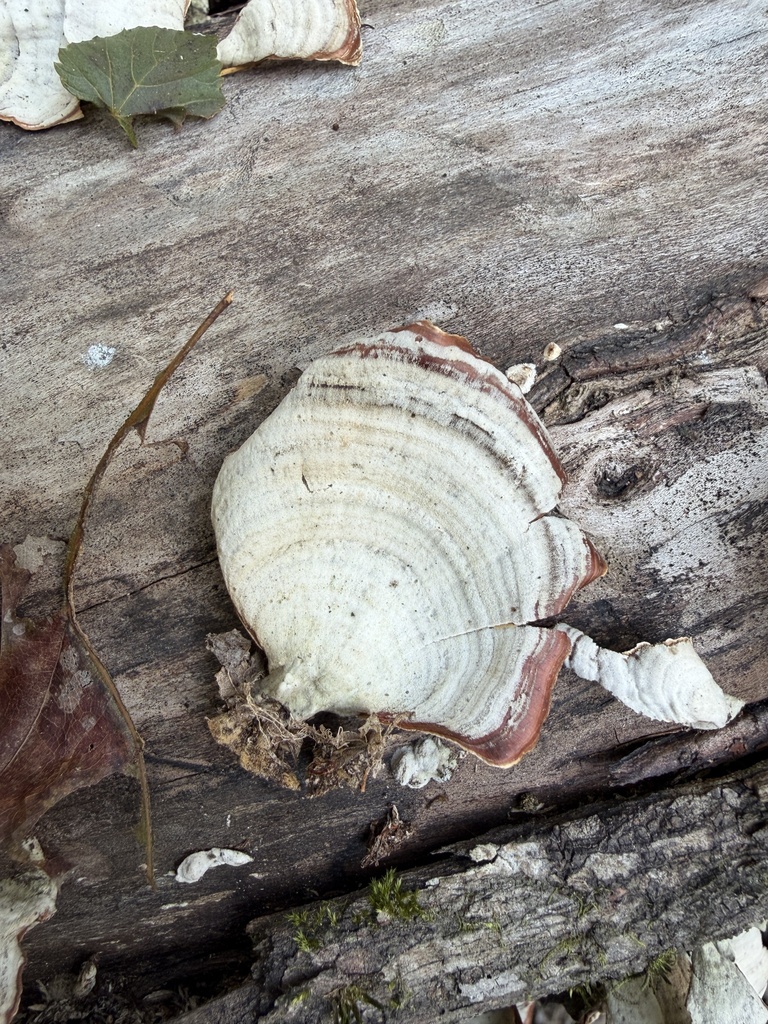 Stereum lobatum · November 2025 · photo: © brandonjjohnson (iNaturalist, cc-by)