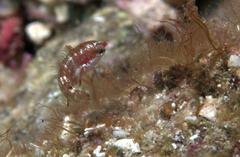 Halichoeres chierchiae