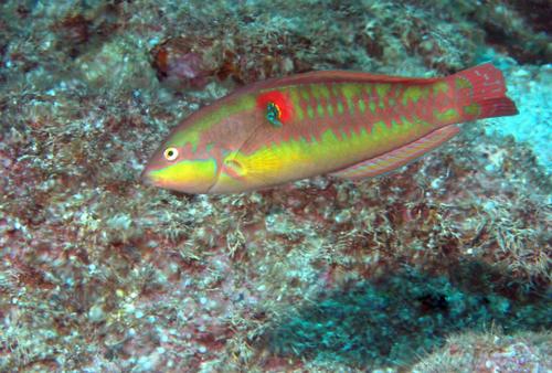 Wounded Wrasse
