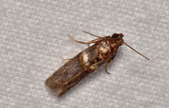 Anabasis ochrodesma