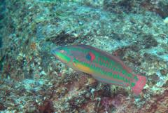 Halichoeres chierchiae