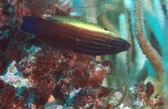 Labropsis xanthonota