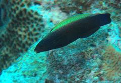 Labropsis xanthonota