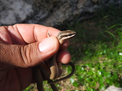Conophis lineatus