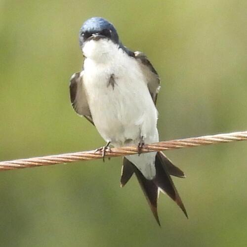 Pearl-breasted Swallow (Hirundo dimidiata), photo 10