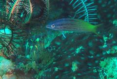 Halichoeres prosopeion