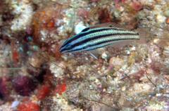 Halichoeres prosopeion