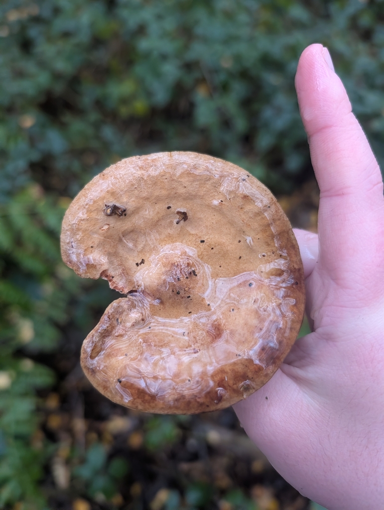 Paxillus involutus · November 2025 · photo: © heather-hyfae (iNaturalist, cc-by)