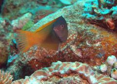 Halichoeres prosopeion