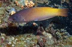 Halichoeres prosopeion