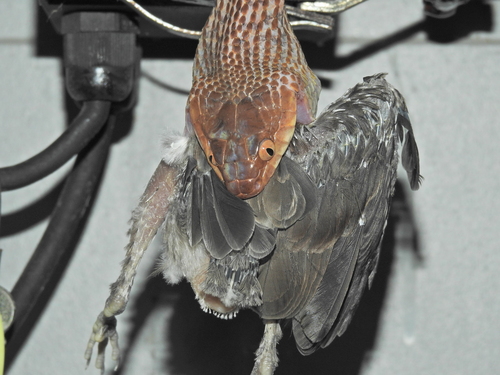 Brown Tree Snake sighting