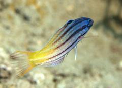 Halichoeres prosopeion