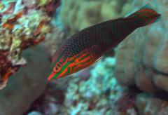 Halichoeres biocellatus