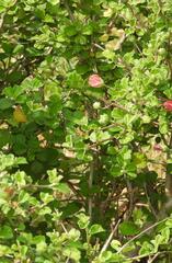 Pavonia praemorsa, photograph (c) Henry de Lange, some rights reserved (CC BY)