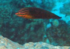 Halichoeres biocellatus