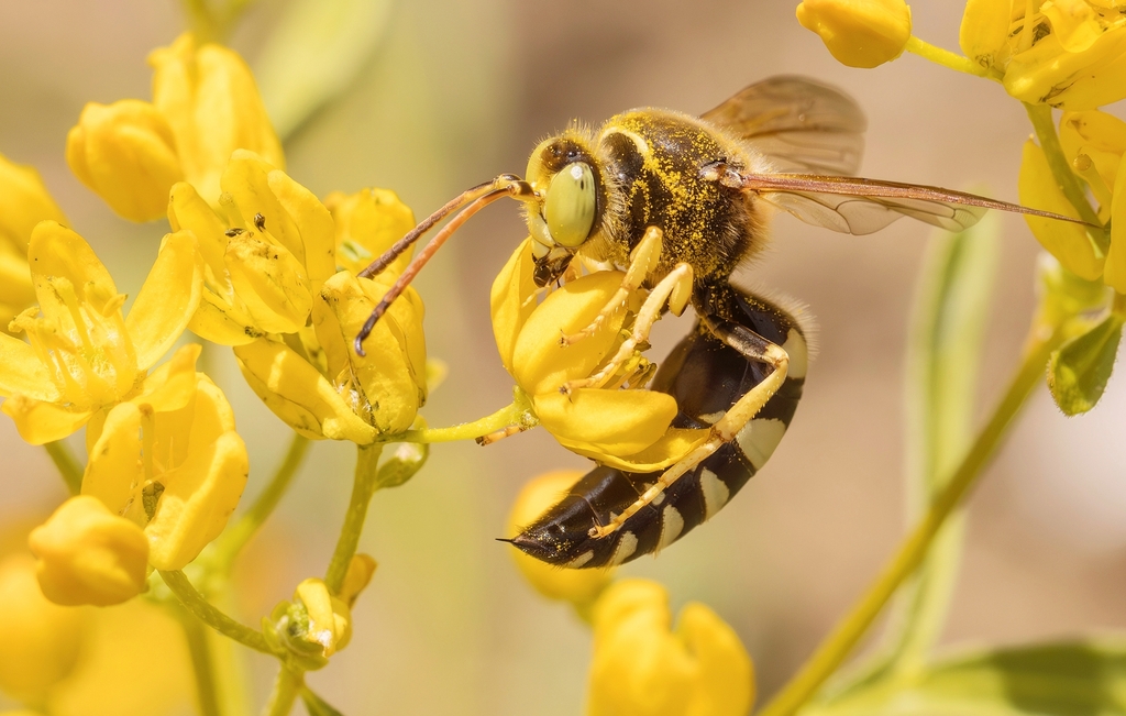 Sphecius antennatus