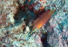 Halichoeres biocellatus