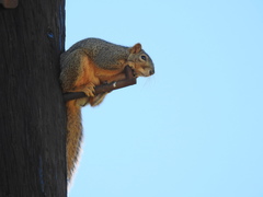 Sciurus niger
