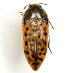 Acmaeodera princeps