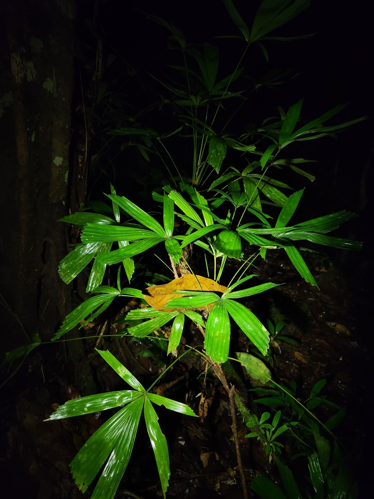 Licuala bellatula (Licuala bellatula)