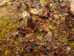 Peltigera phyllidiosa
