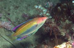 Cirrhilabrus temminckii