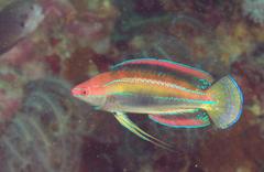 Cirrhilabrus temminckii