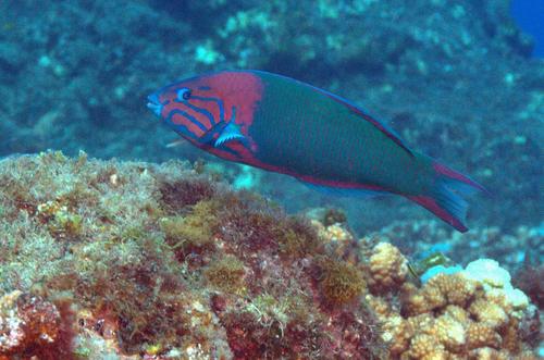 Sunset Wrasse