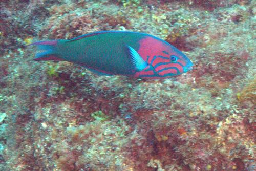Sunset Wrasse