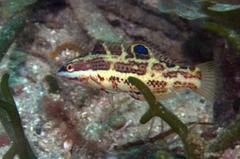 Halichoeres nicholsi