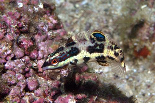 Spinster Wrasse
