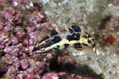 Halichoeres nicholsi