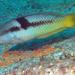 Spinster Wrasse - Photo (c) craigjhowe, some rights reserved (CC BY-NC-ND)