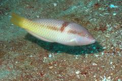 Halichoeres nicholsi