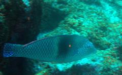 Halichoeres nicholsi