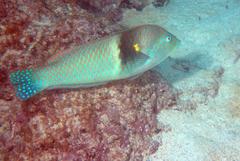 Halichoeres nicholsi