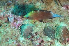 Cheilinus oxycephalus