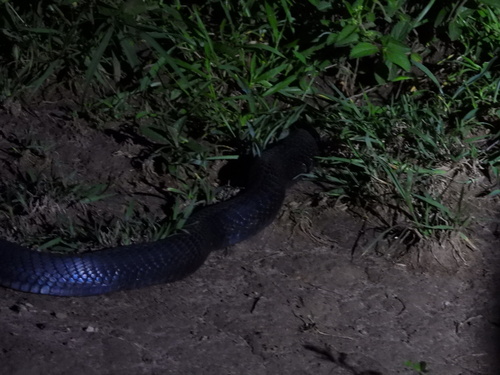 Black-necked Spitting Cobra