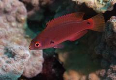 Cirrhilabrus punctatus