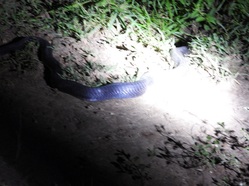 Black-necked Spitting Cobra