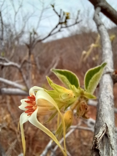 kombe tailflower (Strophanthus kombe)