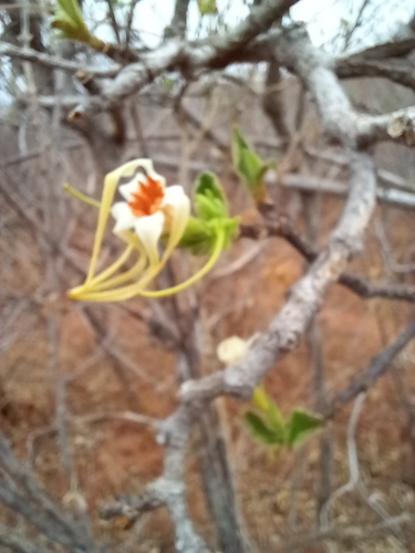 Strophanthus kombe, photograph 2