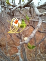 Strophanthus kombe, photograph (c) i_c_riddell, some rights reserved (CC BY)