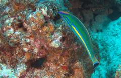 Pseudojuloides splendens