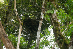 Accipiter poliogaster
