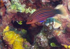 Pseudocheilinus hexataenia