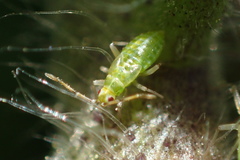Engytatus modestus