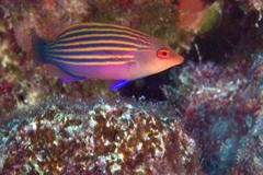 Pseudocheilinus hexataenia