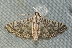 Glyphodes onychinalis